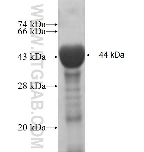 MYO7B fusion protein Ag5829 SDS-PAGE