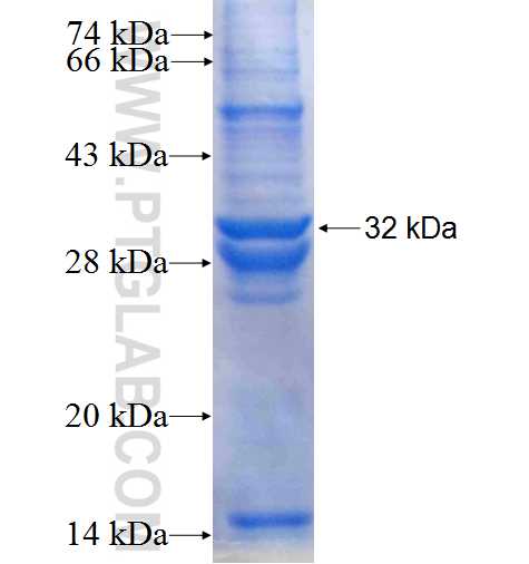 MYO9A fusion protein Ag24866 SDS-PAGE