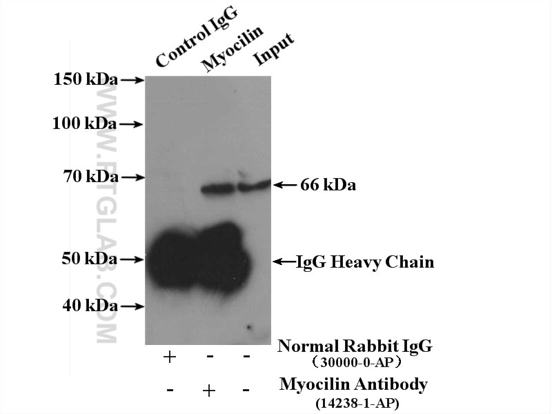 Immunoprecipitation (IP) experiment of mouse skeletal muscle tissue using Myocilin Polyclonal antibody (14238-1-AP)