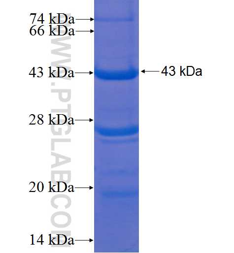 MYOC fusion protein Ag5492 SDS-PAGE