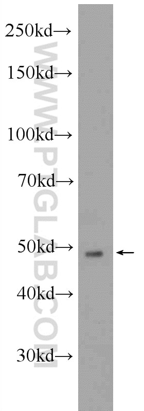 Western Blot (WB) analysis of mouse skeletal muscle tissue using MYOD1 Polyclonal antibody (18943-1-AP)