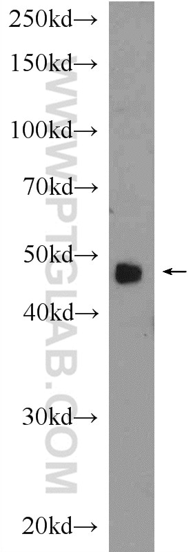 Western Blot (WB) analysis of rat heart tissue using MYOD1 Polyclonal antibody (18943-1-AP)