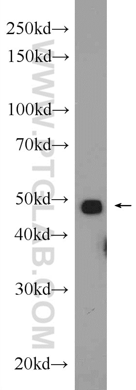 Western Blot (WB) analysis of mouse heart tissue using MYOD1 Polyclonal antibody (18943-1-AP)