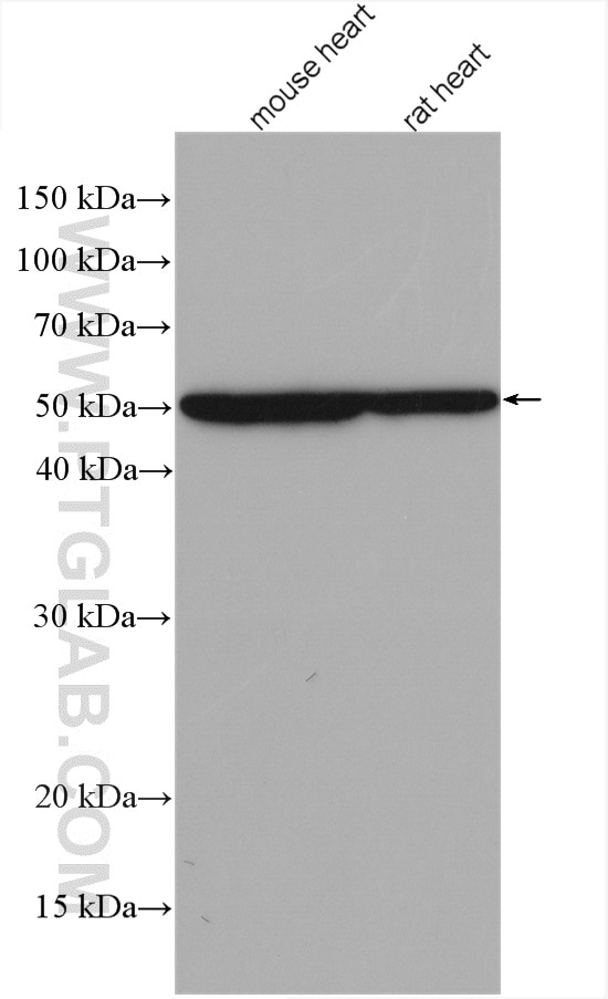 Western Blot (WB) analysis of various lysates using MYOD1 Polyclonal antibody (18943-1-AP)