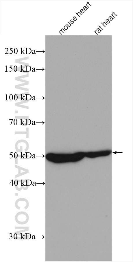 Western Blot (WB) analysis of various lysates using MYOD1 Polyclonal antibody (18943-1-AP)