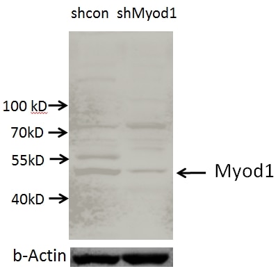 MYOD1 Polyclonal antibody