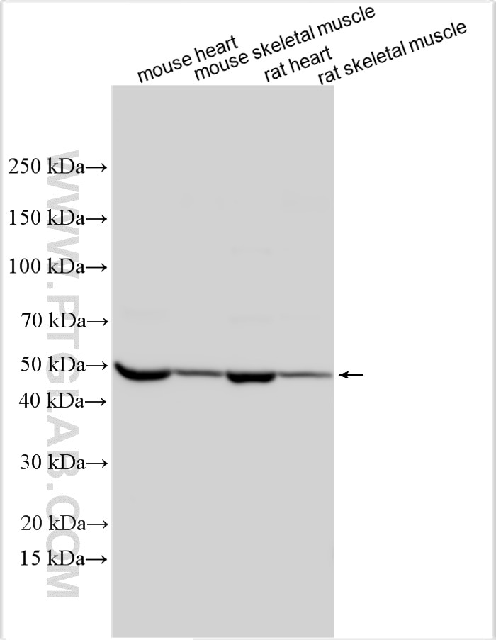 Various lysates were subjected to SDS PAGE followed by western blot with 18943-1-AP (MYOD1 antibody) at dilution of 1:6000 incubated at room temperature for 1.5 hours. Western Blot (WB) analysis of various lysates using MYOD1 Polyclonal antibody (18943-1-AP)