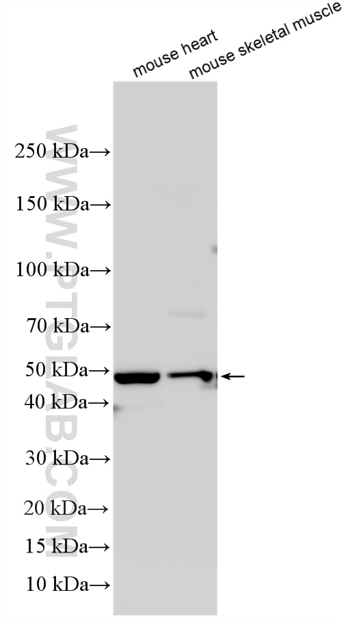 WB analysis using 18943-1-AP Western Blot (WB) analysis of various lysates using MYOD1 Polyclonal antibody (18943-1-AP)