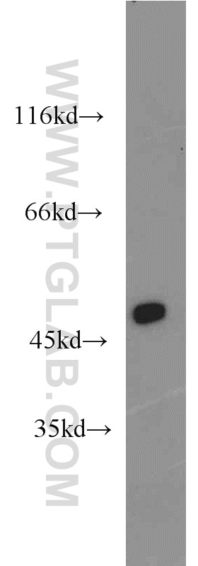 Western Blot (WB) analysis of human heart tissue using MYOD1 Polyclonal antibody (18943-1-AP)