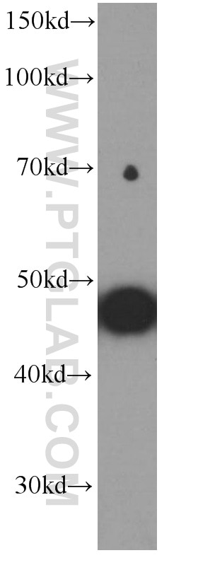 Western Blot (WB) analysis of human skeletal muscle tissue using MYOD1 Monoclonal antibody (66214-1-Ig)