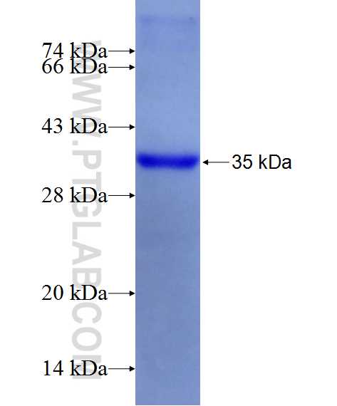 MYOD1 fusion protein Ag13186 SDS-PAGE