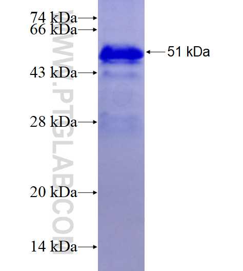 MYOD1 fusion protein Ag13208 SDS-PAGE