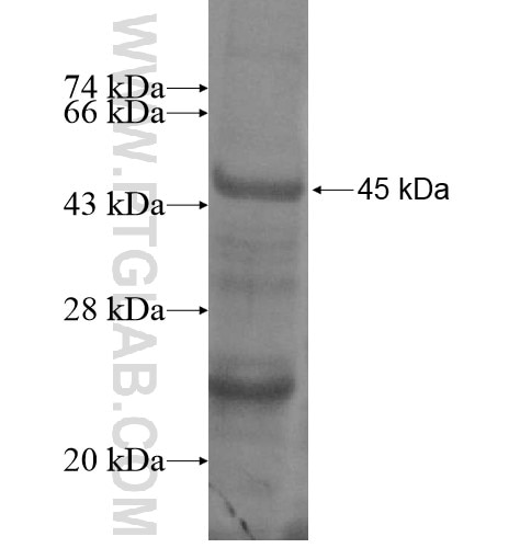 MYOD1 fusion protein Ag13505 SDS-PAGE