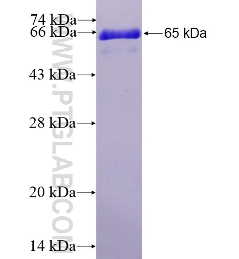 MYOD1 fusion protein Ag13512 SDS-PAGE
