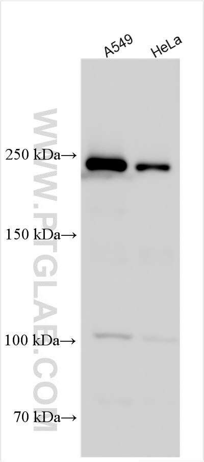 Western Blot (WB) analysis of various lysates using MYOF Polyclonal antibody (19548-1-AP)