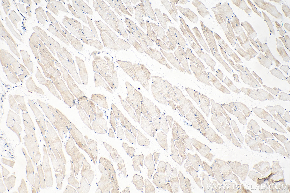 IHC staining of mouse skeletal muscle using 17692-1-AP