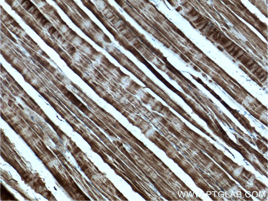 IHC staining of mouse skeletal muscle using 10731-1-AP