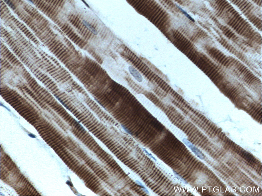 Immunohistochemistry (IHC) staining of mouse skeletal muscle tissue using MYOT Polyclonal antibody (10731-1-AP)