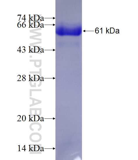 MYOT fusion protein Ag1112 SDS-PAGE