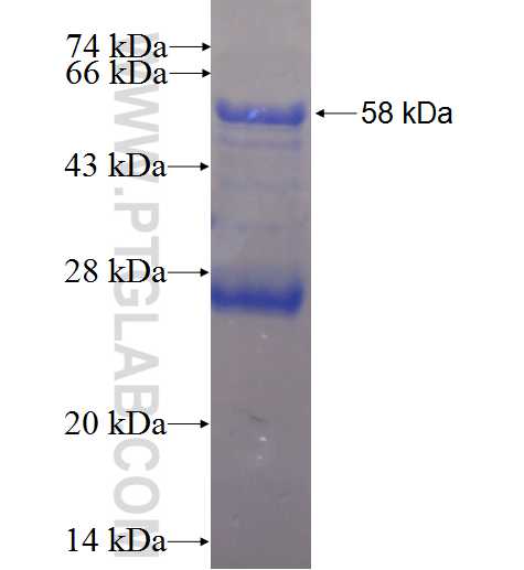 MYOZ1 fusion protein Ag3806 SDS-PAGE
