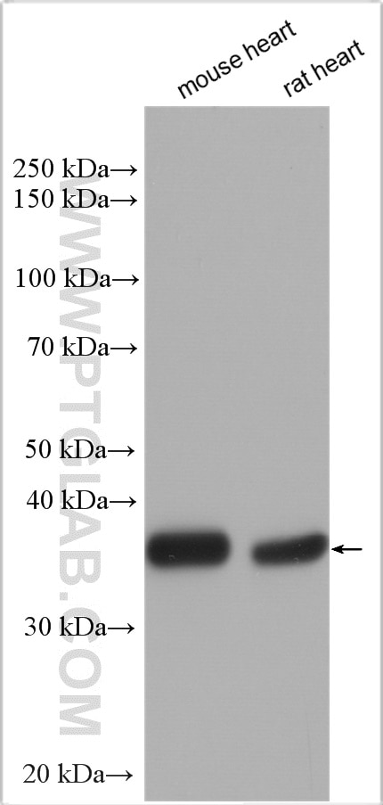 Western Blot (WB) analysis of various lysates using Myozenin 2 Polyclonal antibody (11450-1-AP)