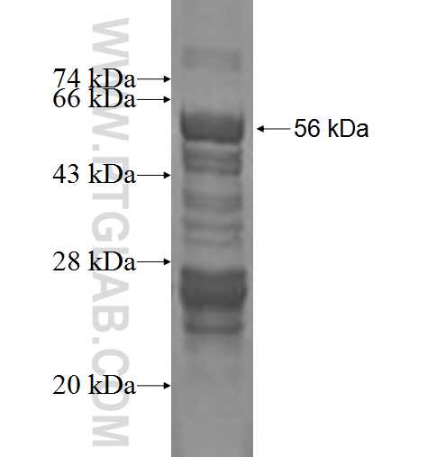 MYOZ2 fusion protein Ag2008 SDS-PAGE