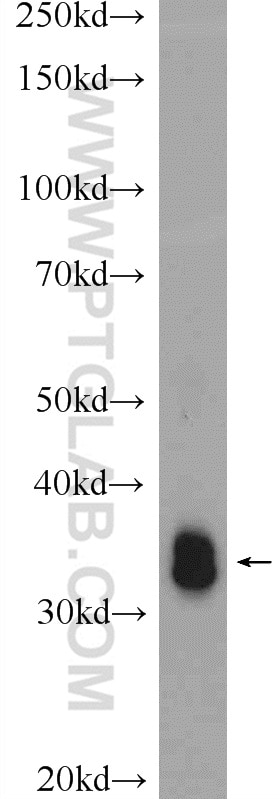 Western Blot (WB) analysis of mouse skeletal muscle tissue using MYOZ3 Polyclonal antibody (23880-1-AP)