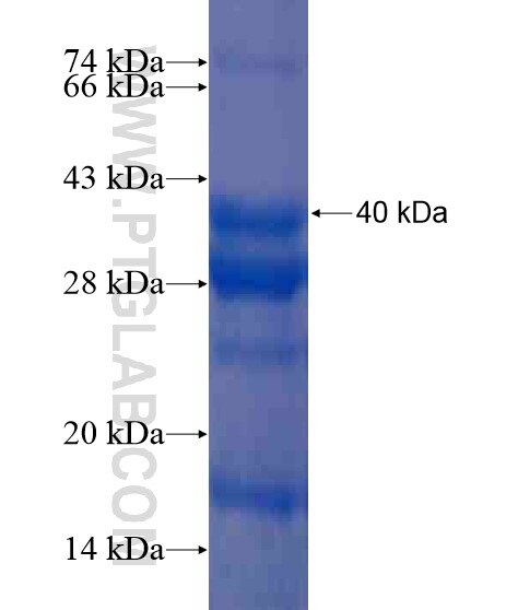 MYOZ3 fusion protein Ag20839 SDS-PAGE