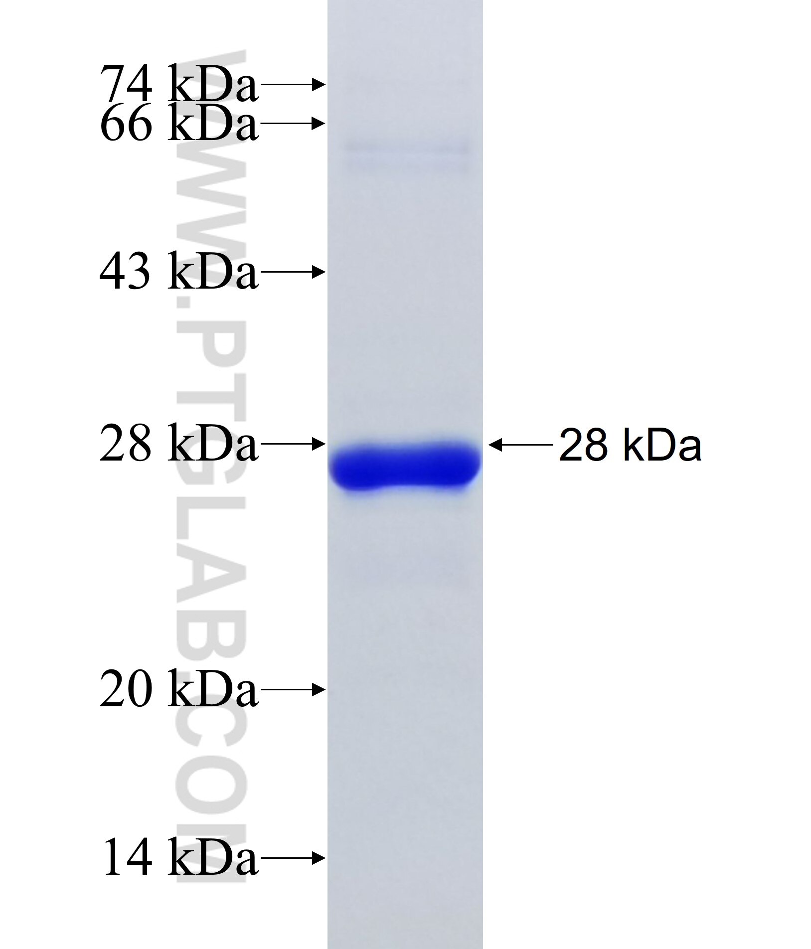 MYPOP fusion protein Ag38105 SDS-PAGE