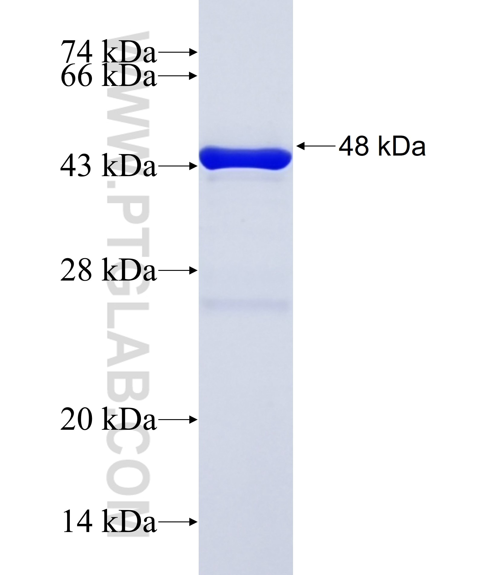 MYPOP fusion protein Ag38135 SDS-PAGE