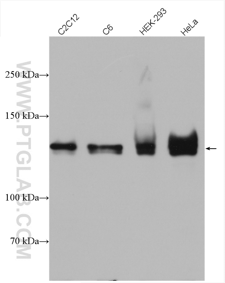 Western Blot (WB) analysis of various lysates using MYPT1 Polyclonal antibody (22117-1-AP)