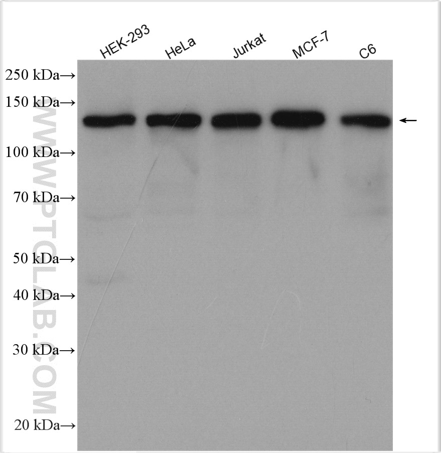 Western Blot (WB) analysis of various lysates using MYPT1 Polyclonal antibody (22117-1-AP)