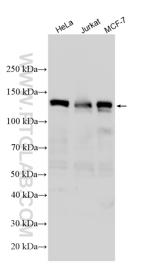 Western Blot (WB) analysis of various lysates using MYPT1 Polyclonal antibody (22117-1-AP)