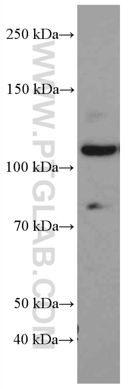 Western Blot (WB) analysis of HeLa cells using MYPT1 Monoclonal antibody (66506-1-Ig)