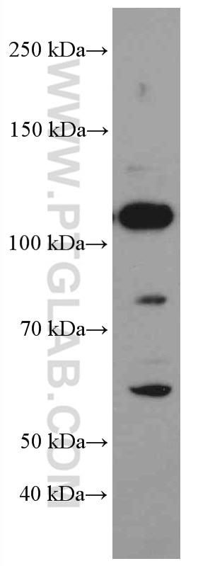 Western Blot (WB) analysis of HEK-293 cells using MYPT1 Monoclonal antibody (66506-1-Ig)
