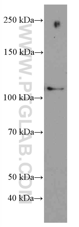 Western Blot (WB) analysis of Jurkat cells using MYPT1 Monoclonal antibody (66506-1-Ig)