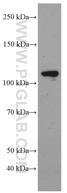 Western Blot (WB) analysis of Raji cells using MYPT1 Monoclonal antibody (66506-1-Ig)