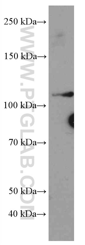 Western Blot (WB) analysis of K-562 cells using MYPT1 Monoclonal antibody (66506-1-Ig)