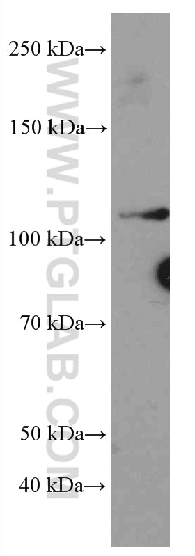 WB analysis of K-562 using 66506-1-Ig