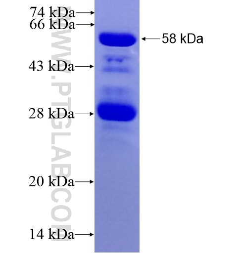 MYPT1 fusion protein Ag16072 SDS-PAGE