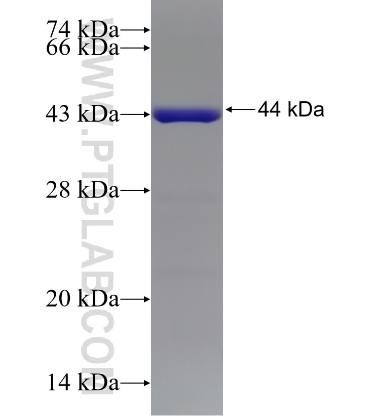 MYPT1 fusion protein Ag17496 SDS-PAGE