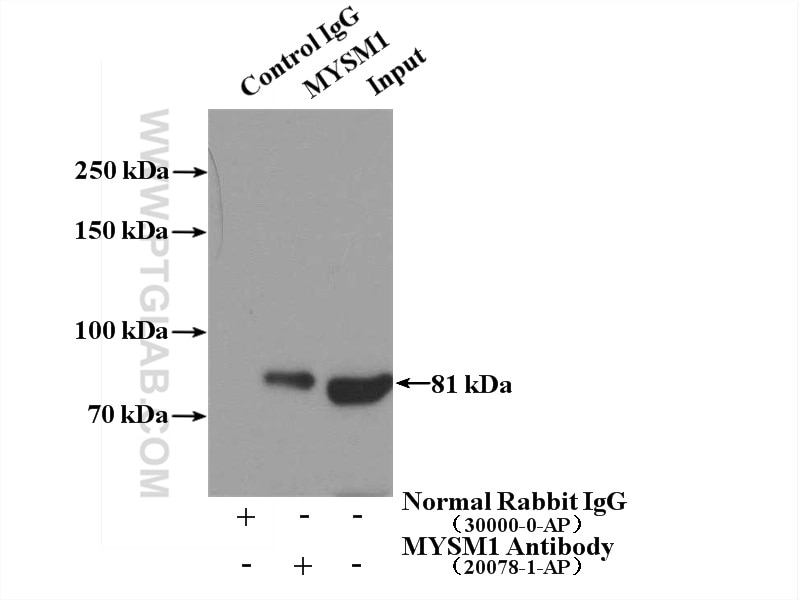 Immunoprecipitation (IP) experiment of HeLa cells using MYSM1-Specific Polyclonal antibody (20078-1-AP)