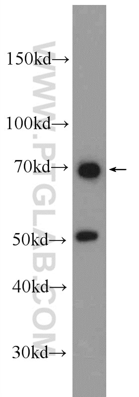 WB analysis of HEK-293 using 20078-1-AP