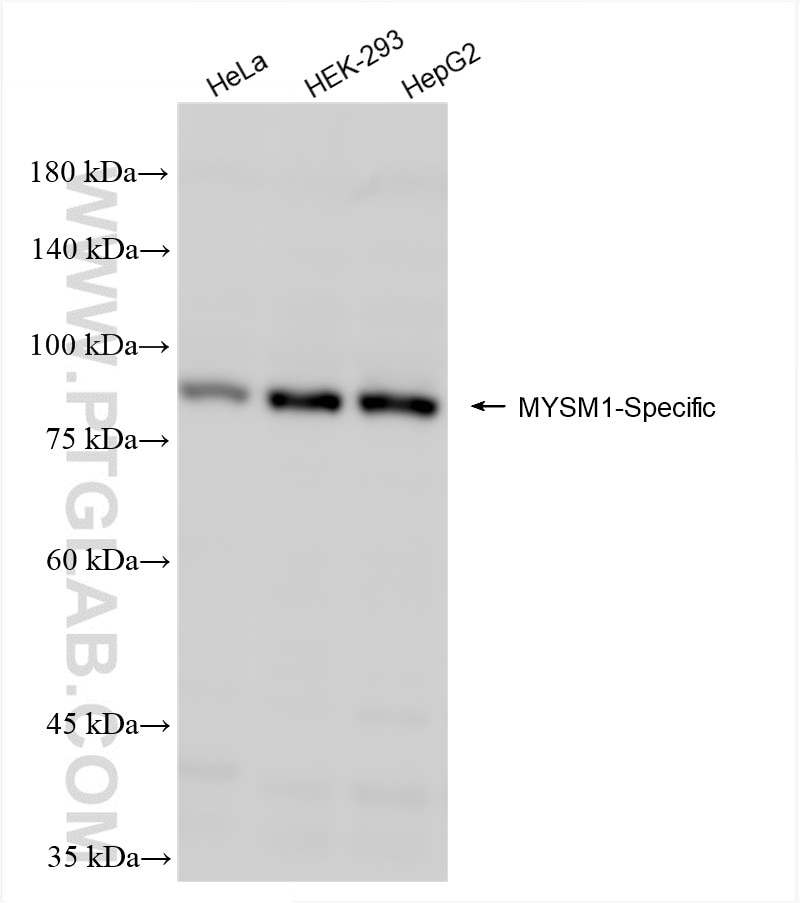 Various lysates were subjected to SDS PAGE followed by western blot with 85927-1-RR (MYSM1-Specific antibody) at dilution of 1:1000 incubated at room temperature for 1.5 hours. Western Blot (WB) analysis of various lysates using MYSM1-Specific Recombinant antibody (85927-1-RR)