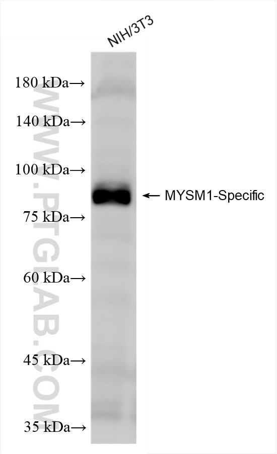 NIH/3T3 cells were subjected to SDS PAGE followed by western blot with 85927-1-RR (MYSM1-Specific antibody) at dilution of 1:1000 incubated at room temperature for 1.5 hours. Western Blot (WB) analysis of NIH/3T3 cells using MYSM1-Specific Recombinant antibody (85927-1-RR)