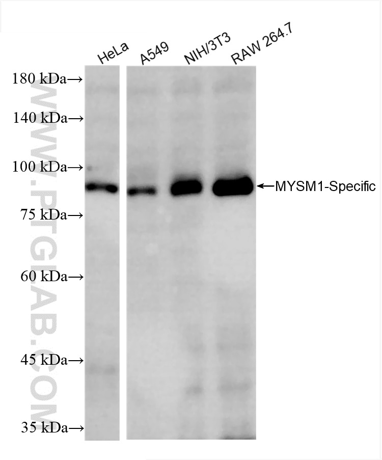 Various lysates were subjected to SDS PAGE followed by western blot with 85927-1-RR (MYSM1-Specific antibody) at dilution of 1:5000 incubated at room temperature for 1.5 hours. Western Blot (WB) analysis of various lysates using MYSM1-Specific Recombinant antibody (85927-1-RR)