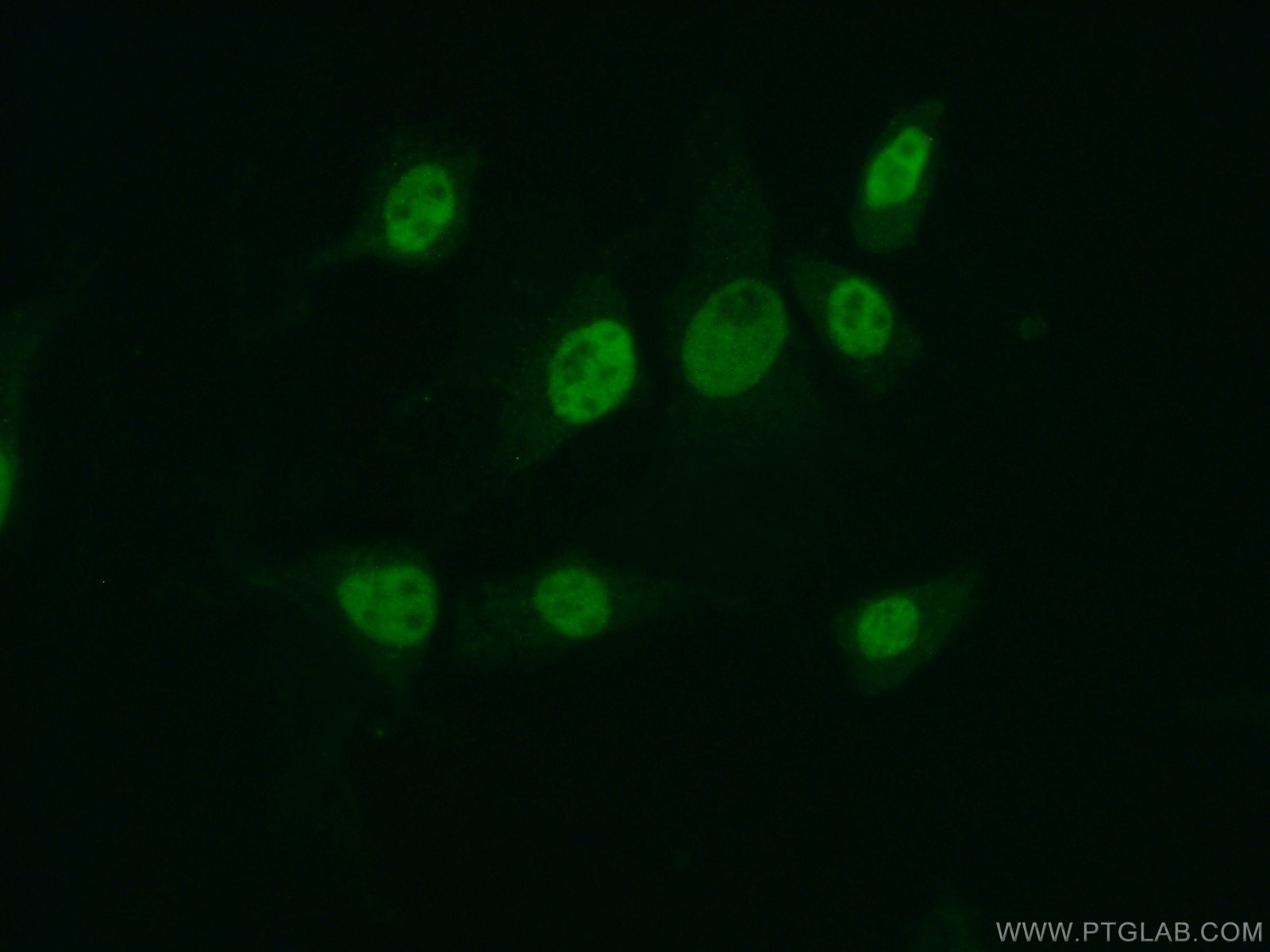 Immunofluorescence (IF) / fluorescent staining of NIH/3T3 cells using MYST2 Polyclonal antibody (13751-1-AP)