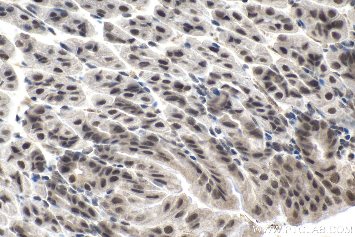 Immunohistochemistry (IHC) staining of mouse stomach tissue using MYST2 Polyclonal antibody (13751-1-AP)