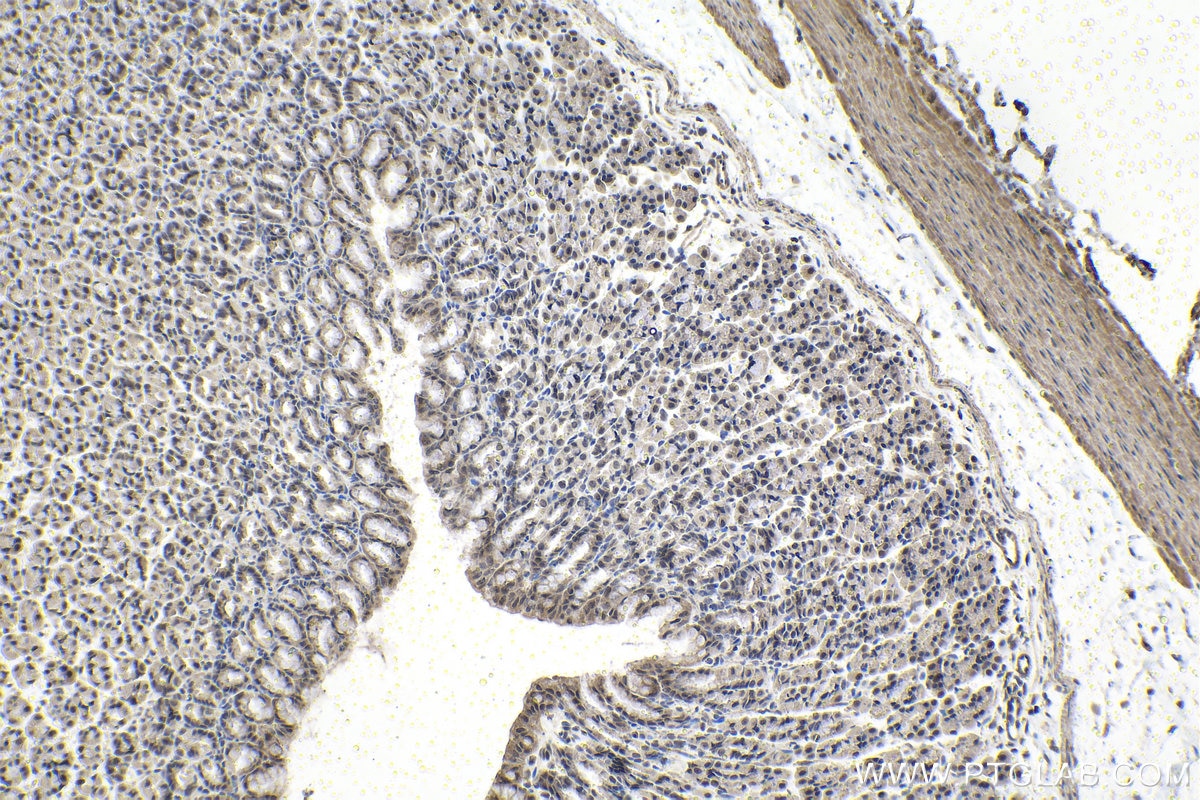 Immunohistochemistry (IHC) staining of rat stomach tissue using MYST2 Polyclonal antibody (13751-1-AP)