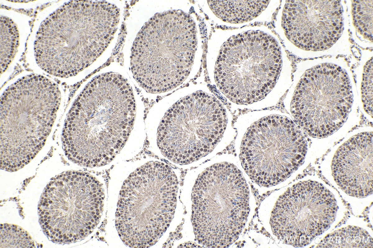 Immunohistochemistry (IHC) staining of rat testis tissue using MYST2 Polyclonal antibody (13751-1-AP)